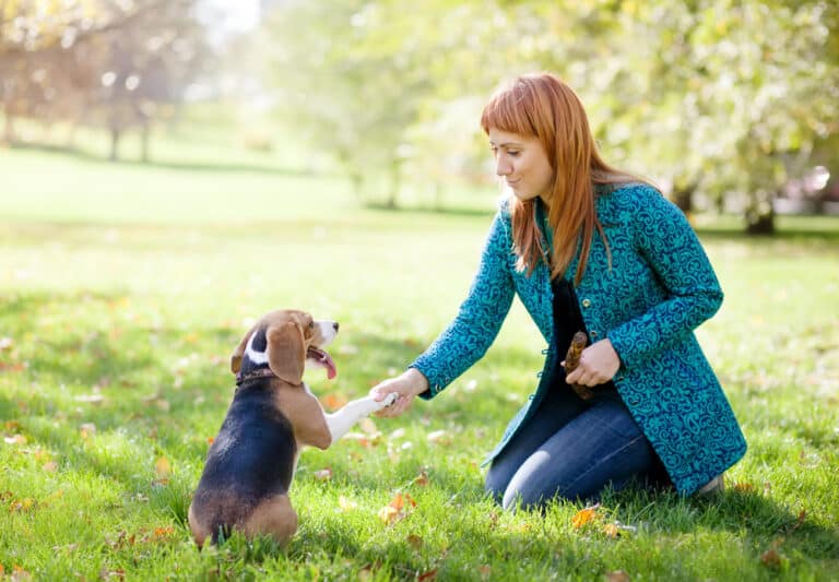 dog training Utah