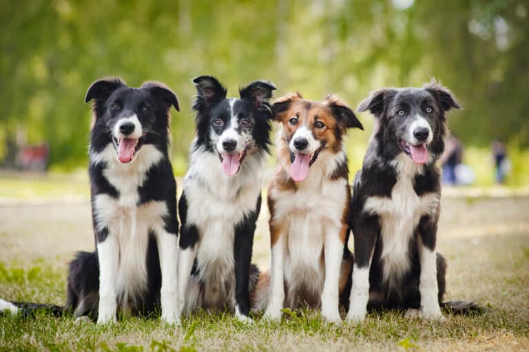Dog Training Challenges: The “Stay” Command