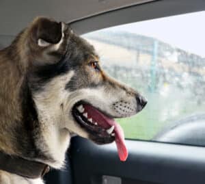 dog car anxiety behavior