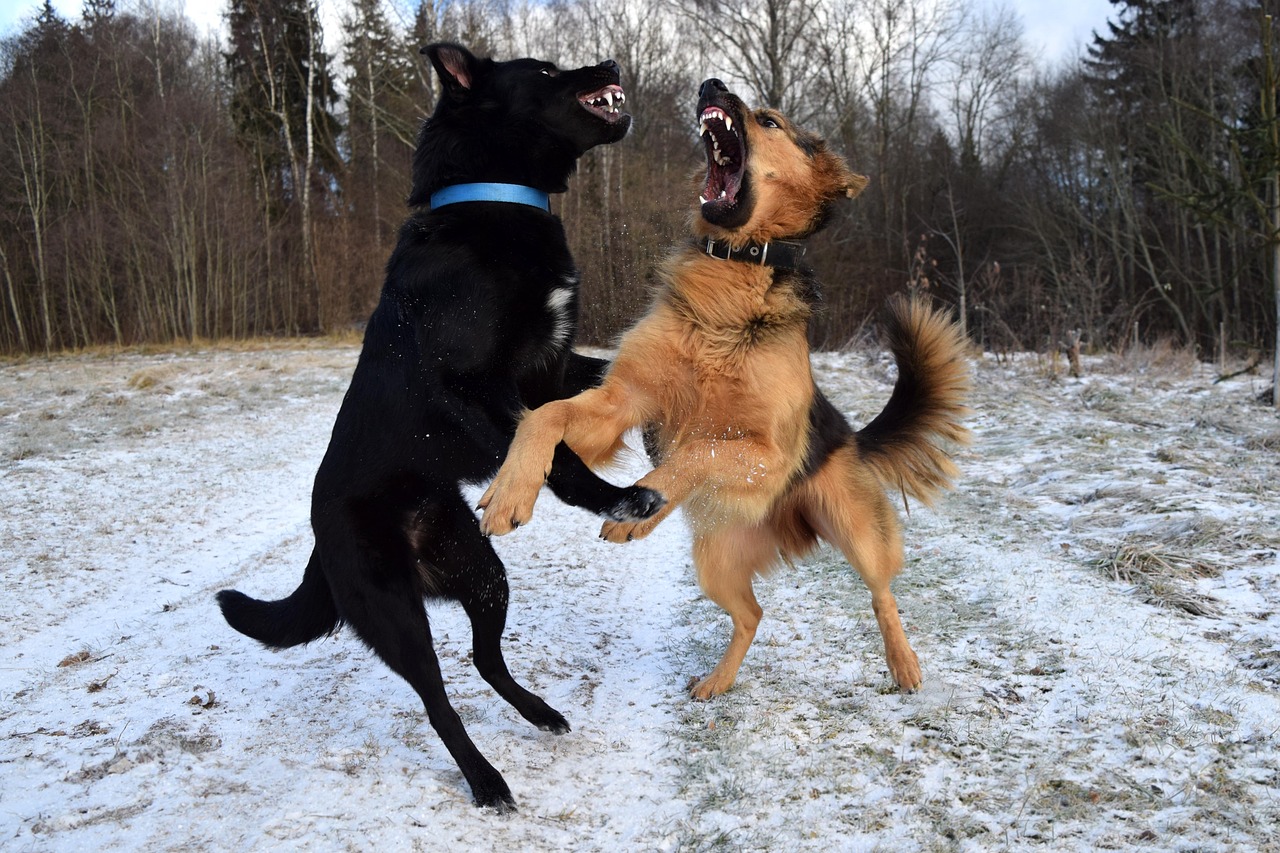 dogs, dogs playing, fight-1881255.jpg