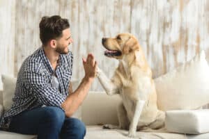 Life After Board and Train: Maintaining Your Dog's New Skills