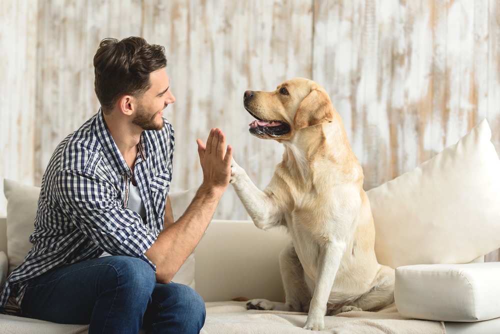 Life After Board and Train: Maintaining Your Dog's New Skills