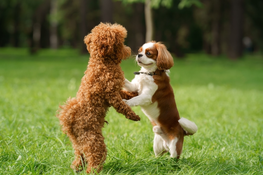 Socialization After Board and Train: Expanding Your Dog's World
