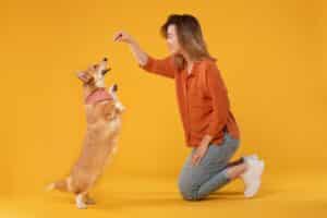 Top 5 Mistakes Dog Owners Make That Undermine Training