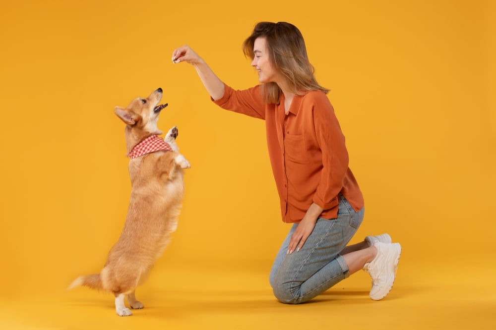 Top 5 Mistakes Dog Owners Make That Undermine Training
