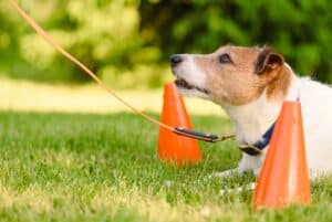 Beyond Basic Obedience: Advanced Training Options After Board and Train