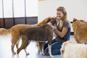 Board and Train for Reactive Dogs: A Path to Calm and Confidence