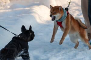 Managing Leash Reactivity: Tips for Calm Walks with Your Dog