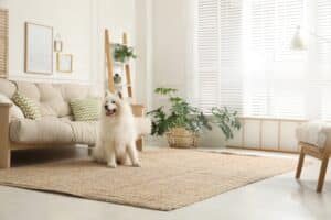 Preparing Your Home for Your Dog's Return After Board and Train