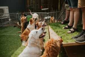 What Happens During a Board and Train Program? A Dog's Perspective