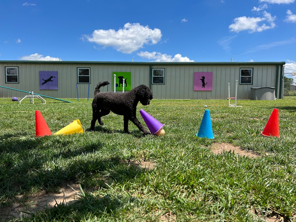 dog boarding daily routine