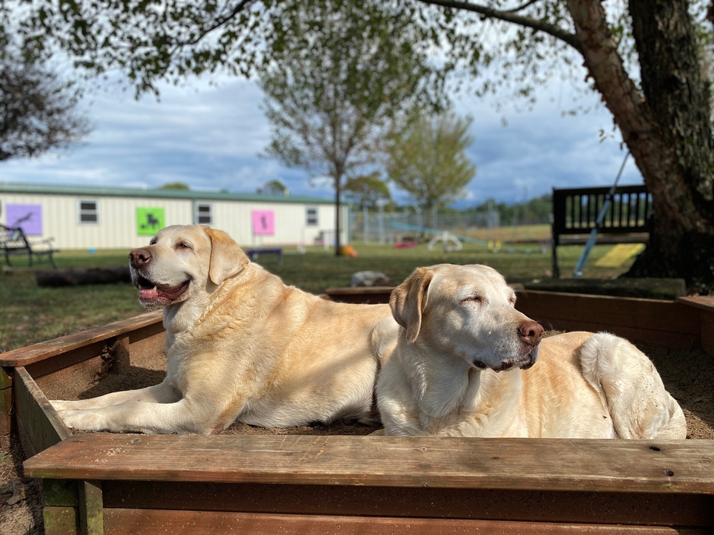 senior dog boarding tips