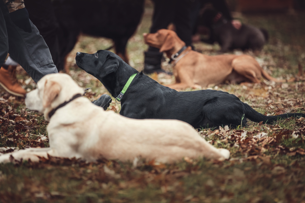 behavior modification vs dog training