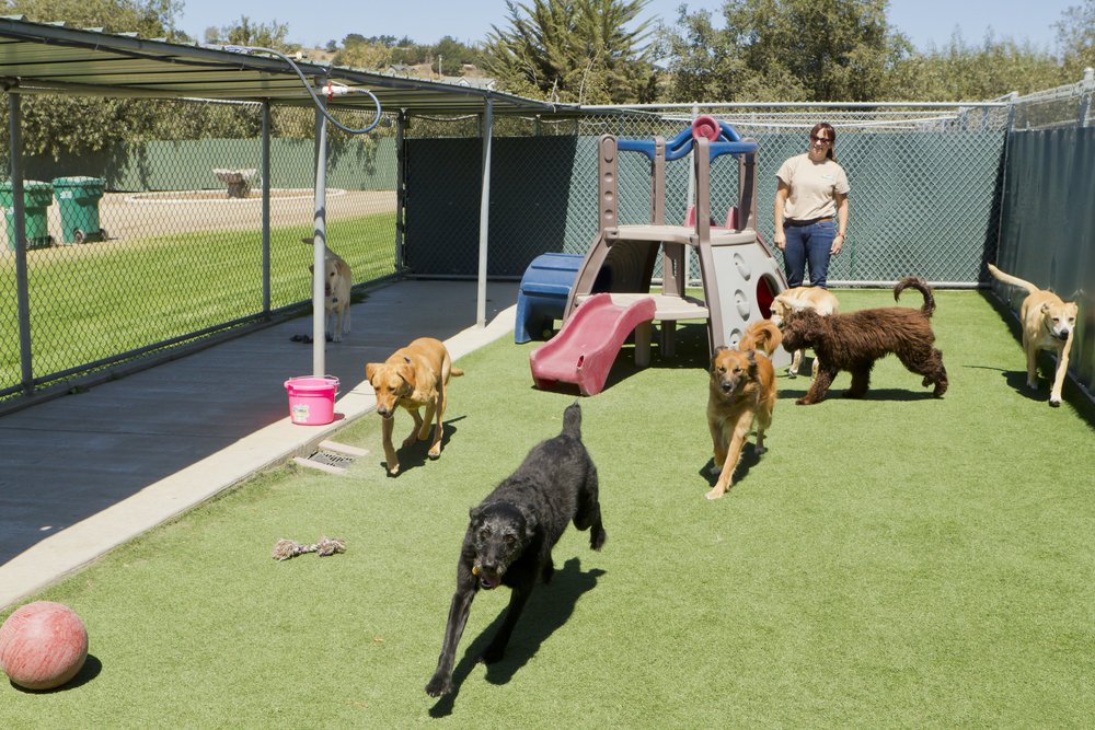 best dog boarding features