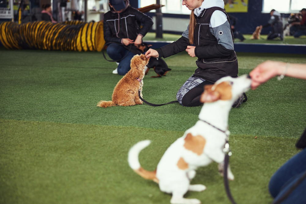 customized dog training programs