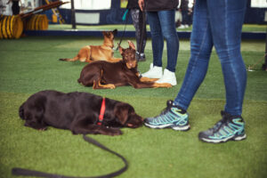 dog behavior in group training