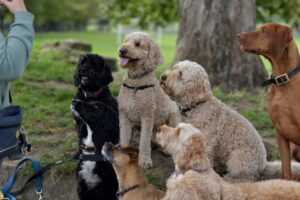 age and temperament dog training