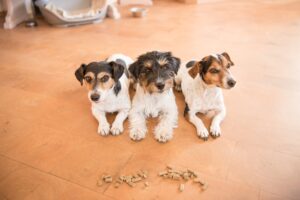 dog impulse control training