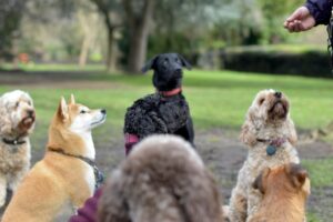 dog socialization group classes