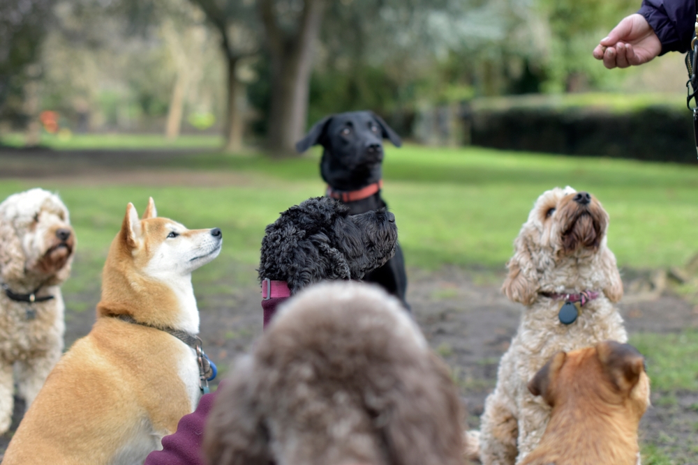 dog socialization group classes