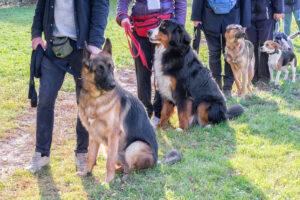 professional vs DIY dog training