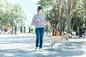 teach distracted dog focus