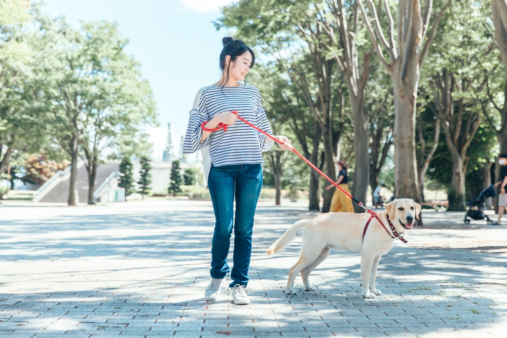 teach distracted dog focus