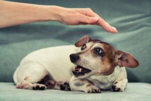 unaddressed dog behavior problems