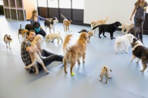 choose dog training program