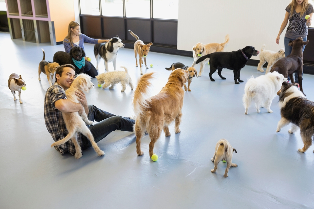 choose dog training program