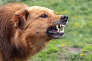 identify dog behavior cause