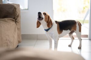 reduce unwanted dog behaviors