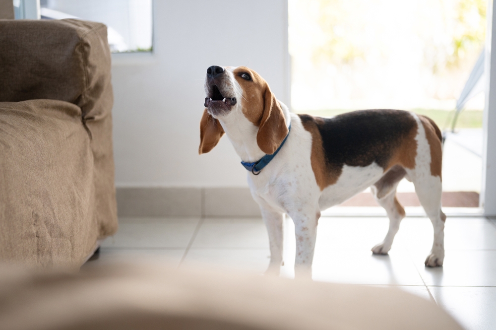 reduce unwanted dog behaviors