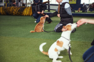 patience in dog training