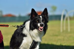 understanding dog triggers