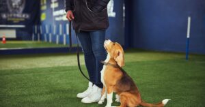 A person wearing a black jacket stands beside a beagle on a leash. The dog sits a the person's feet and looks up.