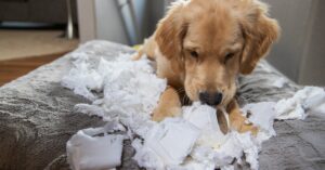 A golden retriever puppy is lying on a gray couch in a pile of white shreds as it tears at a roll of toilet paper.