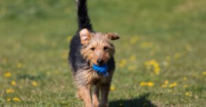 A medium-sized black and brown dog trots through a field with dandelions. The dog carries a blue ball in its mouth.