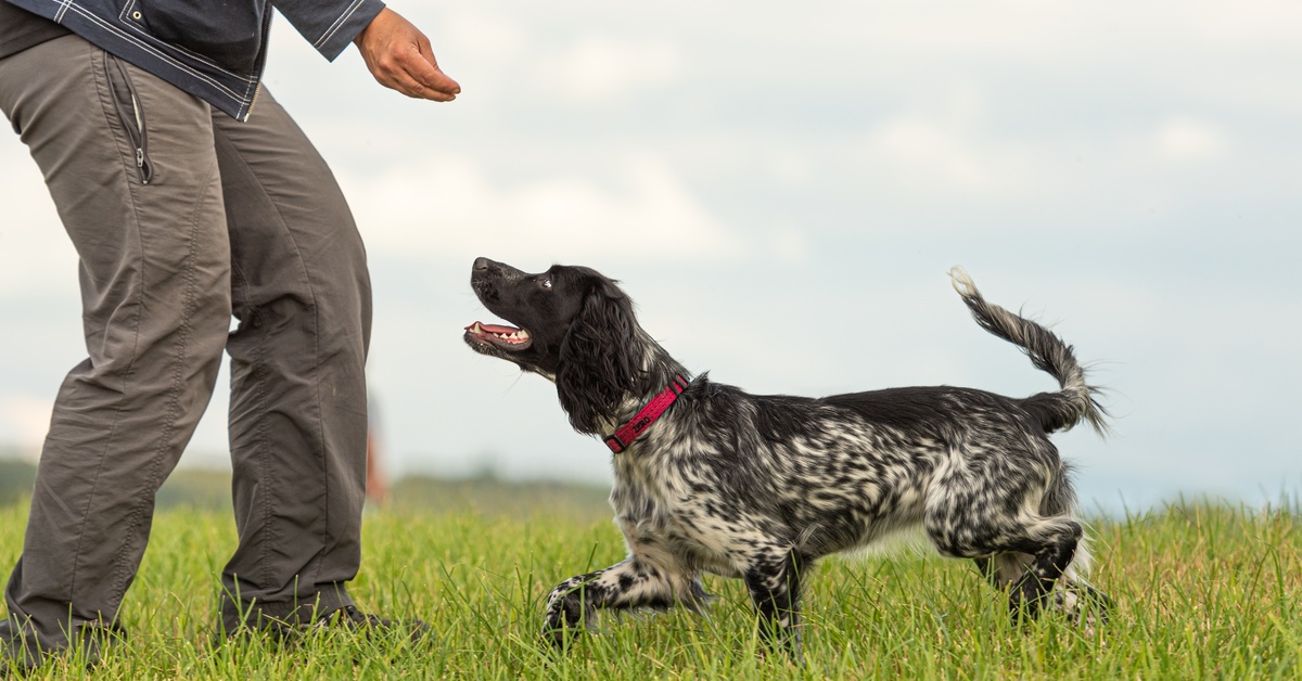 A person bends down and holds out a treat to a black and white dog. They're standing in a grassy field.
