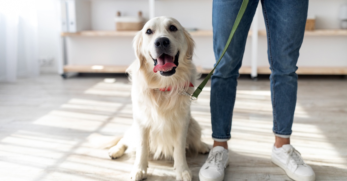 A golden retriever dog is sitting beside a person inside of a building. The dog has a leash, and the person is holding it.