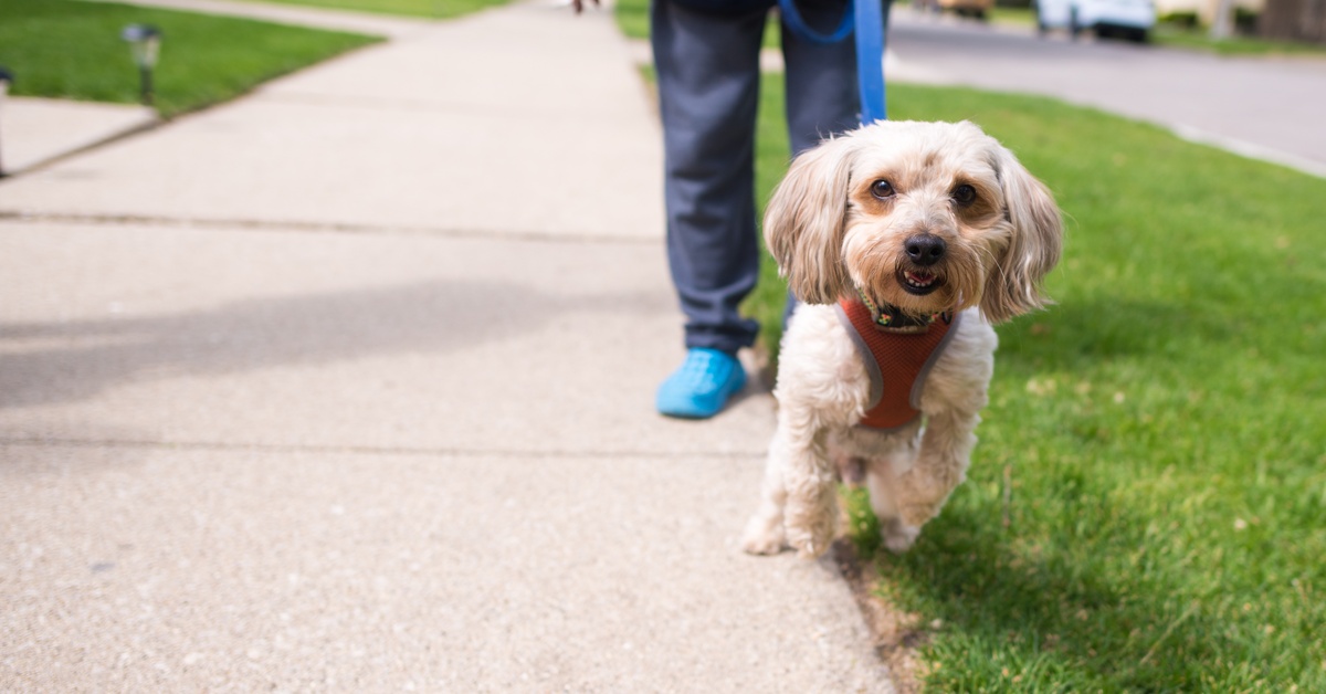 A small dog is wearing a red harness and running on a sidewalk. The owner is standing and holding a blue leash.