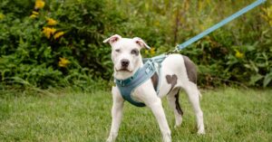 A white dog with gray spots is wearing a blue harness while standing in a field. The dog is pulling on the leash.