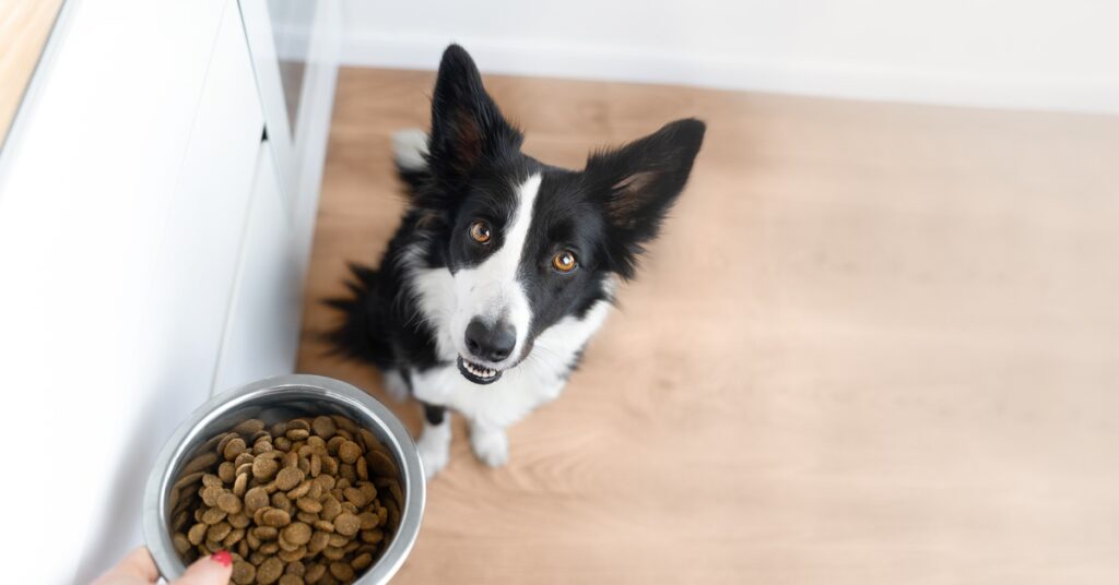 A black and white dog sits on a hardwood floor and looks up. A person holds a bowl of dog food above the dog's head.