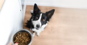 A black and white dog sits on a hardwood floor and looks up. A person holds a bowl of dog food above the dog's head.