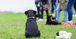 The backside of a small black dog sitting on a grassy surface. The dog has on a leash, and other dogs are in the background.