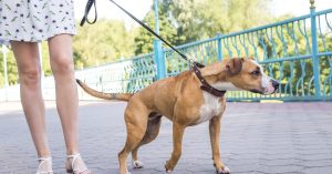 A medium-sized dog on a leash is pulling the person holding it. They're walking along a paved bridge.