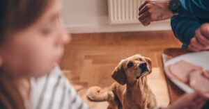 A dog is sitting on the floor by a table and looking up A person holds their hand in the air with a piece of food.