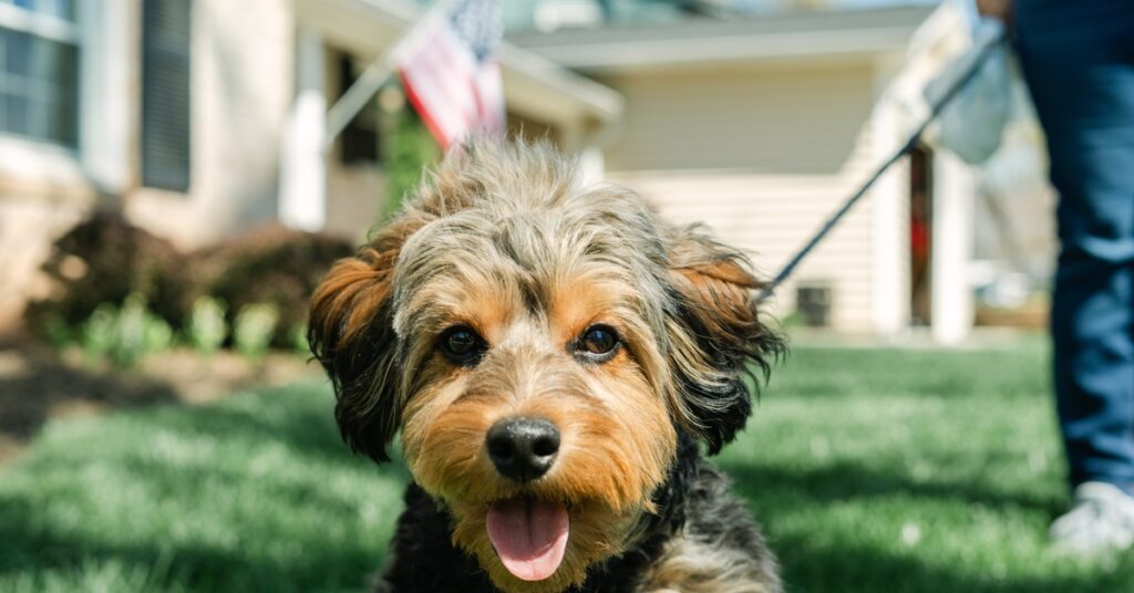 A close-up of a dark brown and light brown puppy panting outside. A person holds a leash in the background.