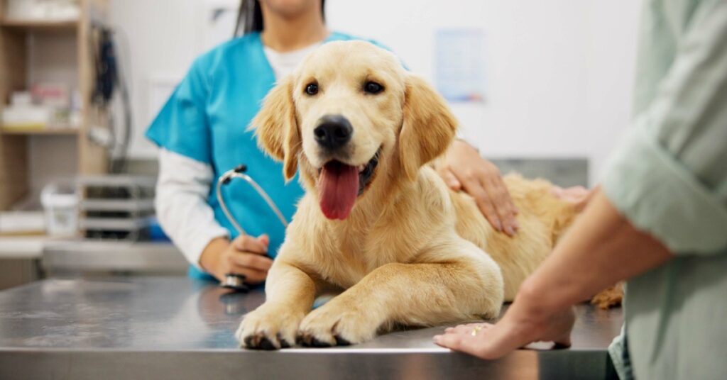 A golden retriever puppy is lying on a metal table in a veterinarian exam room. A vet in blue scrubs holds a stethoscope.