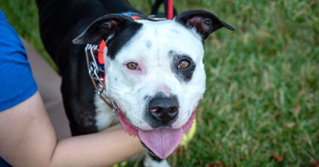 A dog with black and white fur looks upward as a person pets their chest. The dog wears a prong collar.